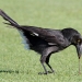 Black pied currawong with white under tail leans over grass and pulls up worm