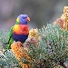 Brightly colouredblue red yellow and green rainbow lorikeet looking at camera perched on banksia tree that has several golden-coloured banksia flowers on it.