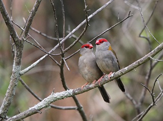 Two red-browed finches perched together on branch