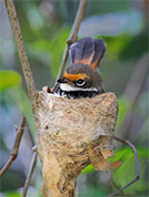 small dark grey bird with rusty brow sitting in a cup-shaped nest in the fork of thin branches