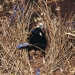 black satin male bowerbird stands in the middle of dried grass bower with blue pegs and blue string