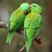 Two bright green scaly-breasted lorikeets with red beaks sitting close together on a thick branch, one is preening the other 