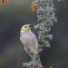 small grey honeyeater with yellowy green head and white nape perched on flowering grevilleas with small red flowers and small grey leaves, blurred dark green background