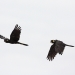 Profile of two black cockatoos in flight, one with wings up, one with wings down with white cloudy background
