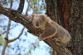 Sleepy koala (Phascolarctos cinereus) lying on a branch in a tree in Western Sydney.