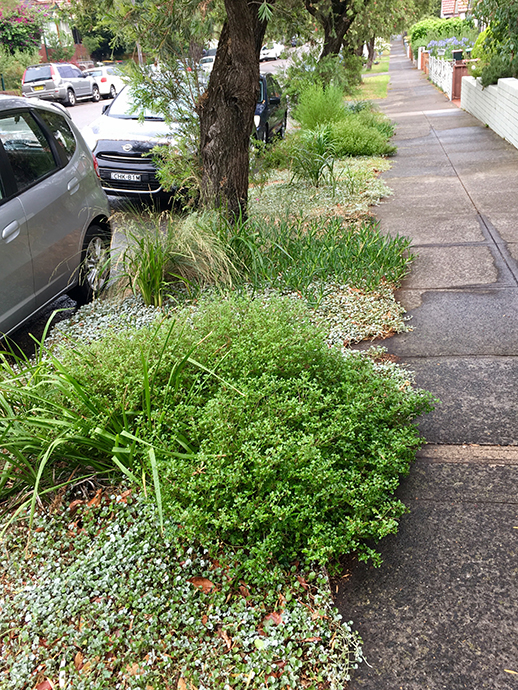 Footpath with verge plantings near parked cars and houses.