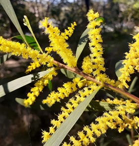 Fluffy yellow coastal wattle blossoms with long thin pale green leaves