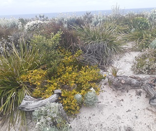 Eastern Suburbs banksia scrub subcommunity, coastal sandplain heath