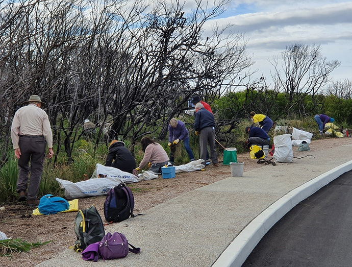 About 10 volunteers standing and sitting along a footpath beside a road with bags weeding Eastern Suburbs banksia scrub.
