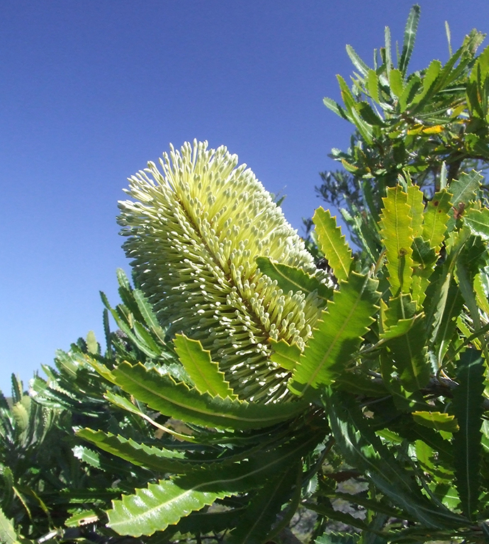Wallum Banksia (Banksia aemula) flower against blue sky