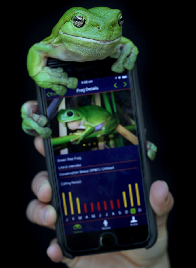 Green tree frog (Litoria caerulea) sitting on top of a mobile phone being held by human hand.