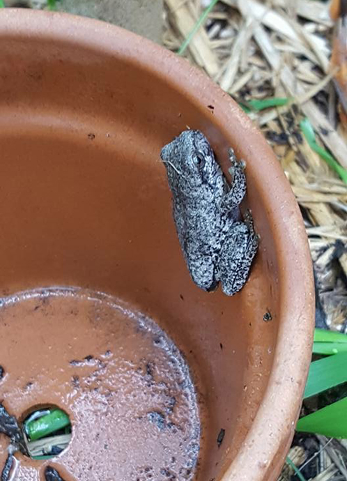 A brown mottled-coloured Peron's tree frog on the inside rim of an empty terracotta pot.