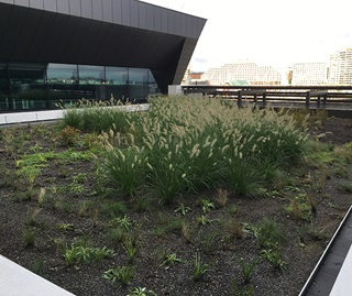 Roof top garden in foreground with native grass growing in centre of a square patch of earth surrounded by concrete path, railing with building in background.