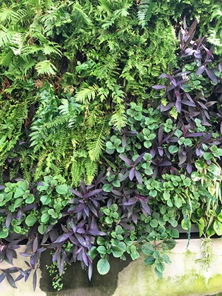 The bottom of a sandstone wall is visible at the bottom of expanse of green and purple plants growing vertically on a wall.