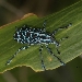 Black beetle with aqua markings and long legs on a green leaf.