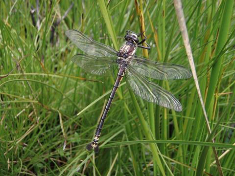 Side on photograph of a giant dragonfly hanging on to a reed surrounded by bright green reeds.