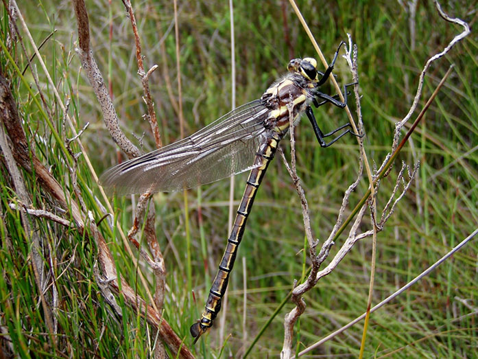Giant dragonfly holding on to reed.