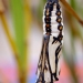 Butterfly chrysalis with white, black and orange markings attached to a plant.