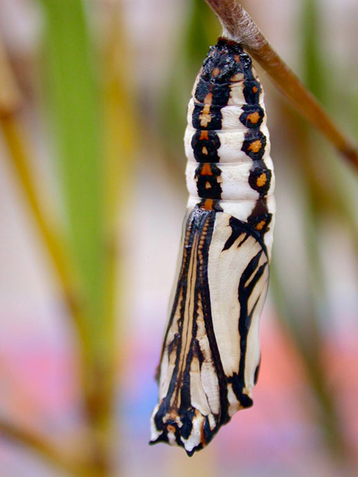 Butterfly chrysalis with white, black and orange markings attached to a plant.