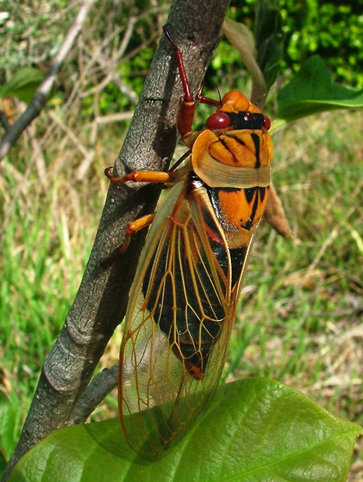 Orange and black marked cicada on tree branch with part of a green leaf underneath.