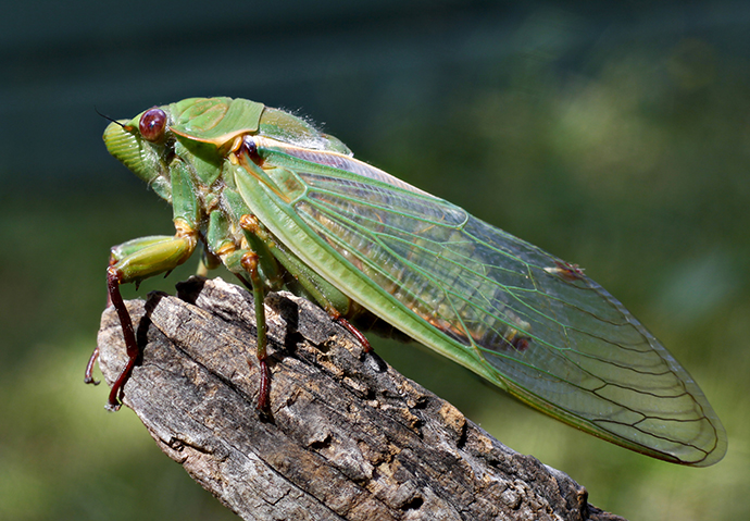 Green grocer cicada, coloured bright green, sitting on the edge of a branch.