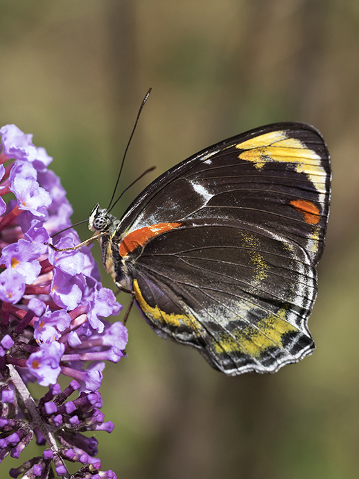 Side profile of predominantly black butterfly with red, yellow and white markings on the outer wing sitting on a purple flower.