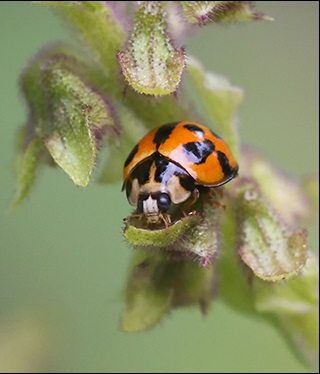 Pale red ladybird beetle with black spots on green plant.