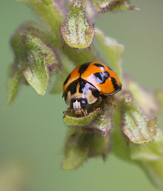 Pale red ladybird beetle with black spots on green plant.