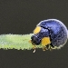 Close up photo of the yellow-shouldered ladybird, a black ladybird beetle with yellow shoulder markings on the tip of green stalk.