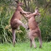 Two eastern grey kangaroos standing on green grass facing each other fighting with hind legs of one kicking into the belly of the other.