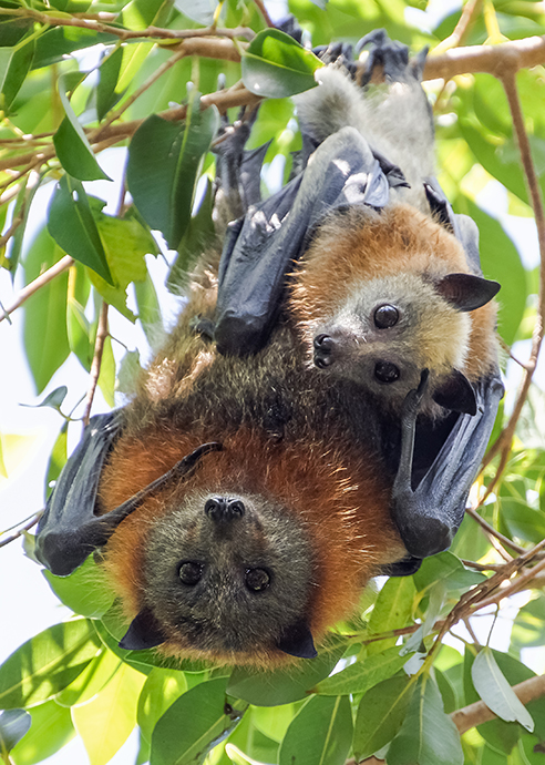 A grey-headed flying mother with baby hanging upside down from a tree branch, both looking down at camera.