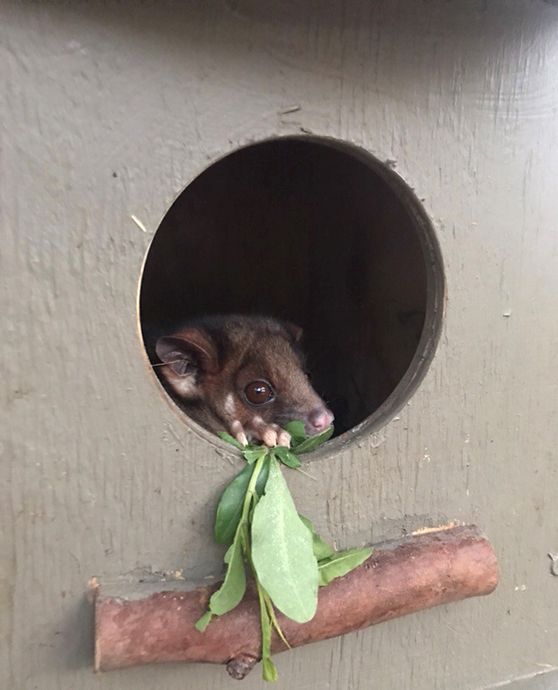 Ring-tailed possum peeking its head out of the hole of a wooden nest box.
