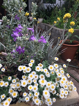 Pots and plants in a garden including white paper daisies, plants with purple and yellow flowers, and a retaining wall and pot in the background.