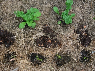 Part of a vegetable patch showing compost on soil, mulch and lettuce growing.
