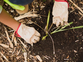 Image of a pair of hands in gardening gloves planting in rich dark soil.