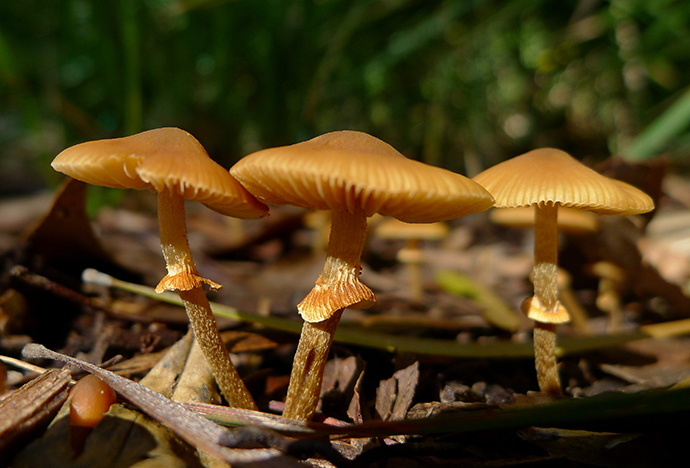 Three golden-coloured mushrooms growing out of leaf litter after rain.