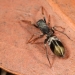 Ant-mimicking spider (Myrmarachne spp.) on brown leaf