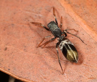 Ant-mimicking spider (Myrmarachne spp.) on brown leaf
