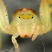 Flower spider up close