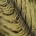Close up of golden orb weaver spider web