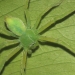 Green huntsman, Family Sparassidae 