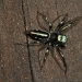Iridescent jumping spider