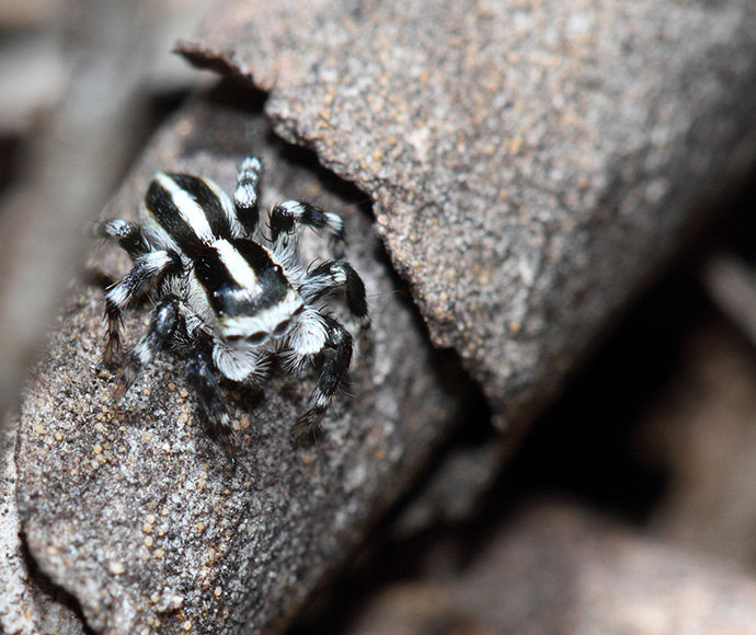 Jumping spider, family Salticidae
