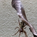 Leaf-curling spider (Phonognatha graeffei)