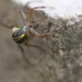 Leaf curling spider (Phonognatha graeffei) spinning web