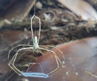 Net caster spider holding net made of web with front legs