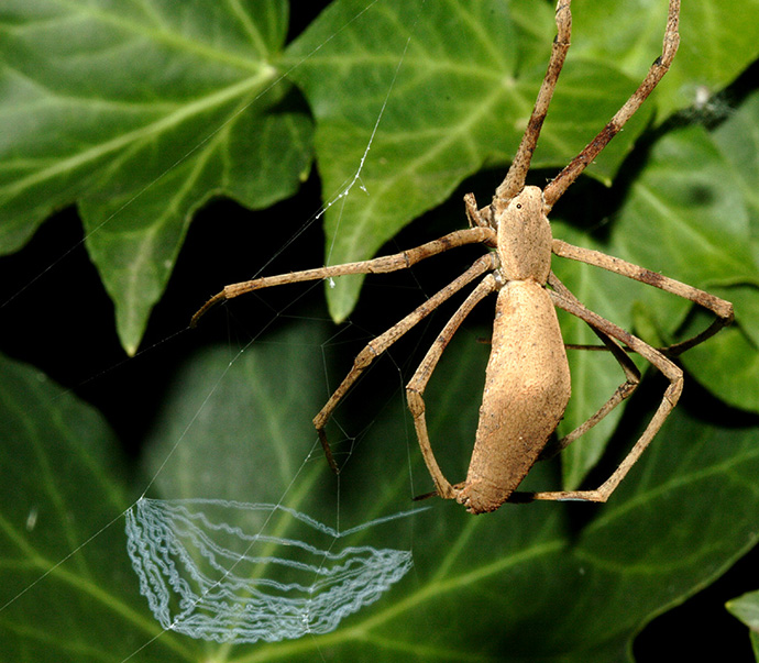 Net-casting spider weaving its web