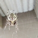 Orb weaving spider in web in front of a building