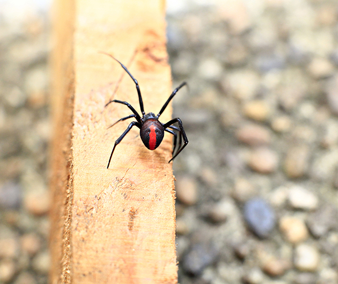 Redback spider (Latrodectus hasselti)