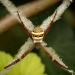 St Andrew's cross spider (Argiope keyserlingi)